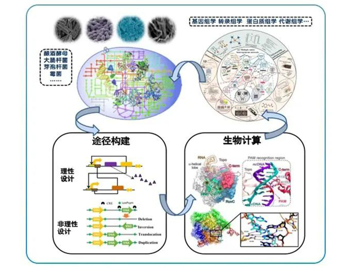 專訪 | 嘉必優(yōu)：立足合成生物學(xué)底層技術(shù) 揚(yáng)帆生物經(jīng)濟(jì)“藍(lán)?！? style=